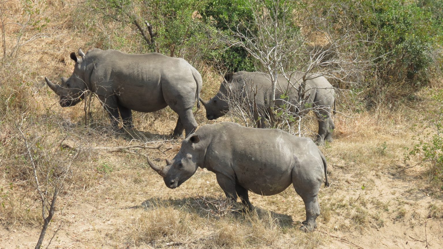 Terminally ill Vietnamese find comfort in rhino horn - Africa Geographic