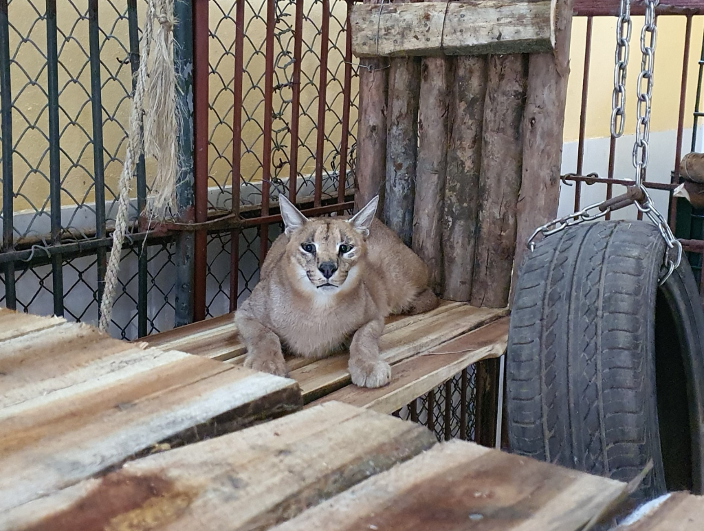 First-ever Caracal Confiscated from Illegal Wildlife Trade in Vietnam -  Education For Nature - Vietnam